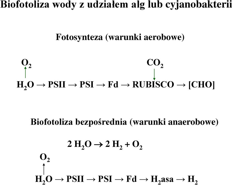 Fd RUBISCO [CHO] Biofotoliza bezpośrednia (warunki