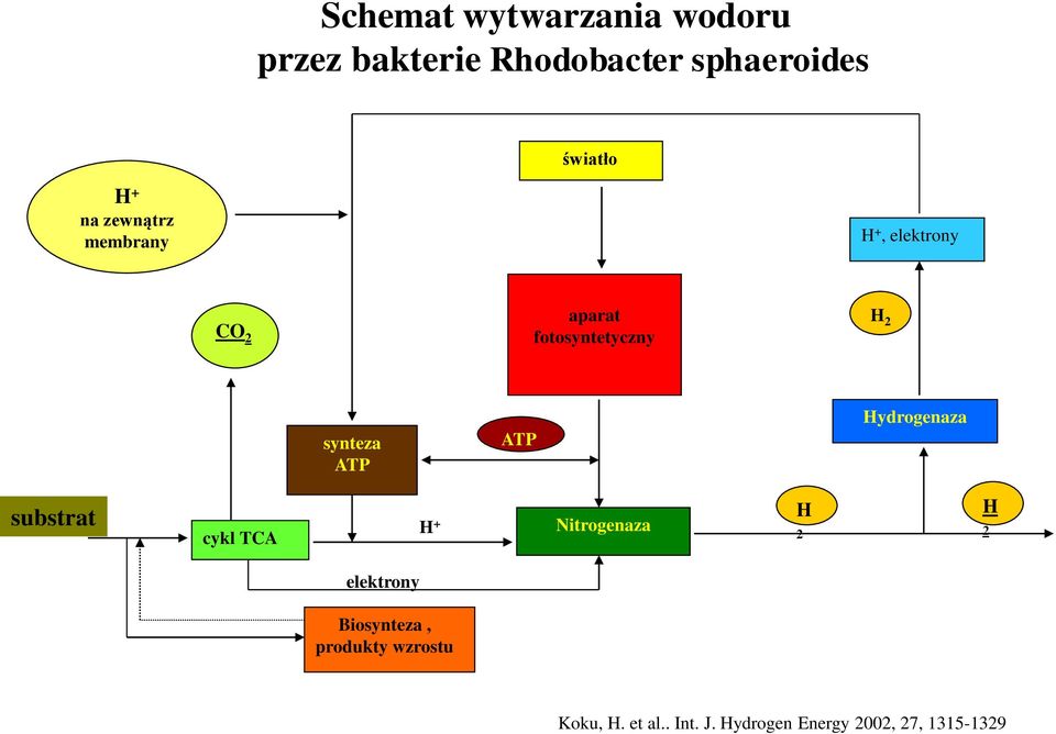 ATP ATP Hydrogenaza substrat cykl TCA H + Nitrogenaza H 2 H 2 elektrony