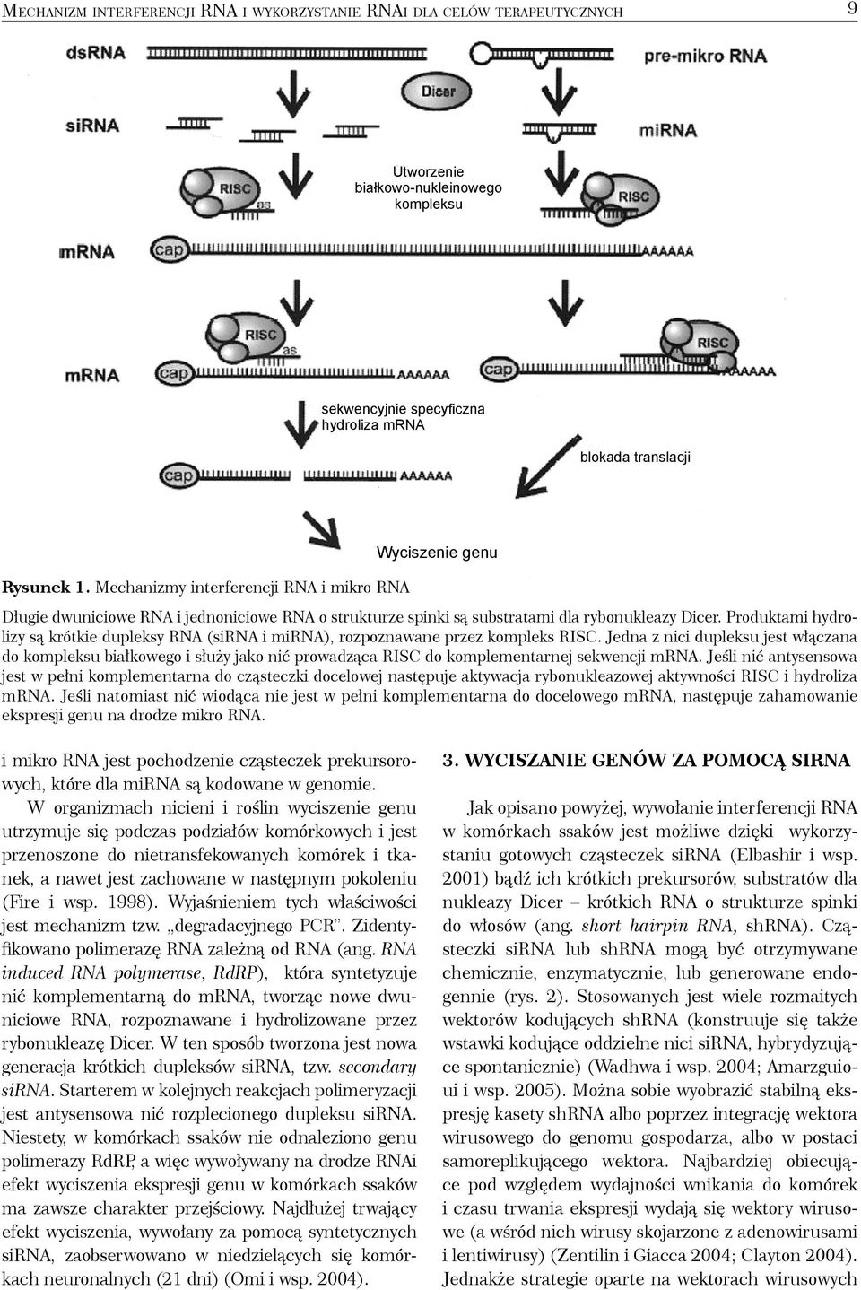 Produktami hydrolizy są krótkie dupleksy RNA (sirna i mirna), rozpoznawane przez kompleks RISC.