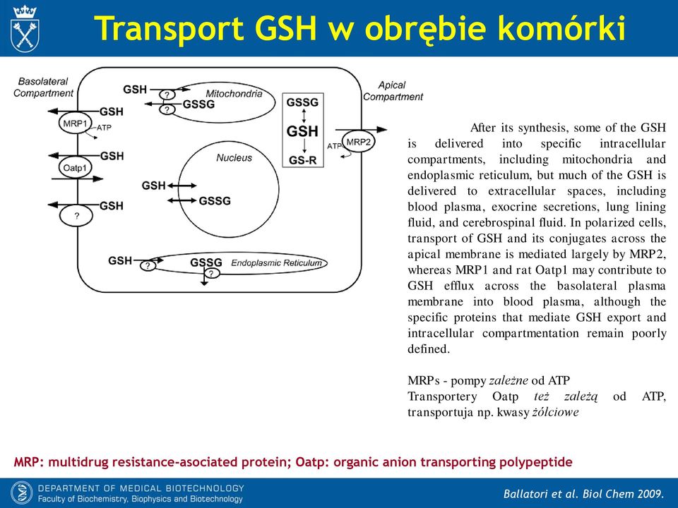 In polarized cells, transport of GSH and its conjugates across the apical membrane is mediated largely by MRP2, whereas MRP1 and rat Oatp1 may contribute to GSH efflux across the basolateral plasma