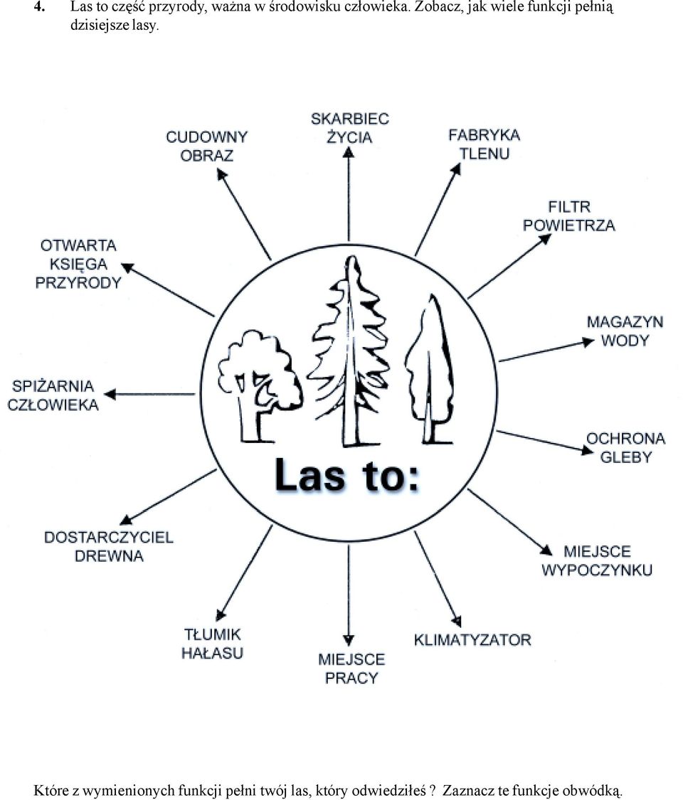 Zobacz, jak wiele funkcji pełnią dzisiejsze lasy.