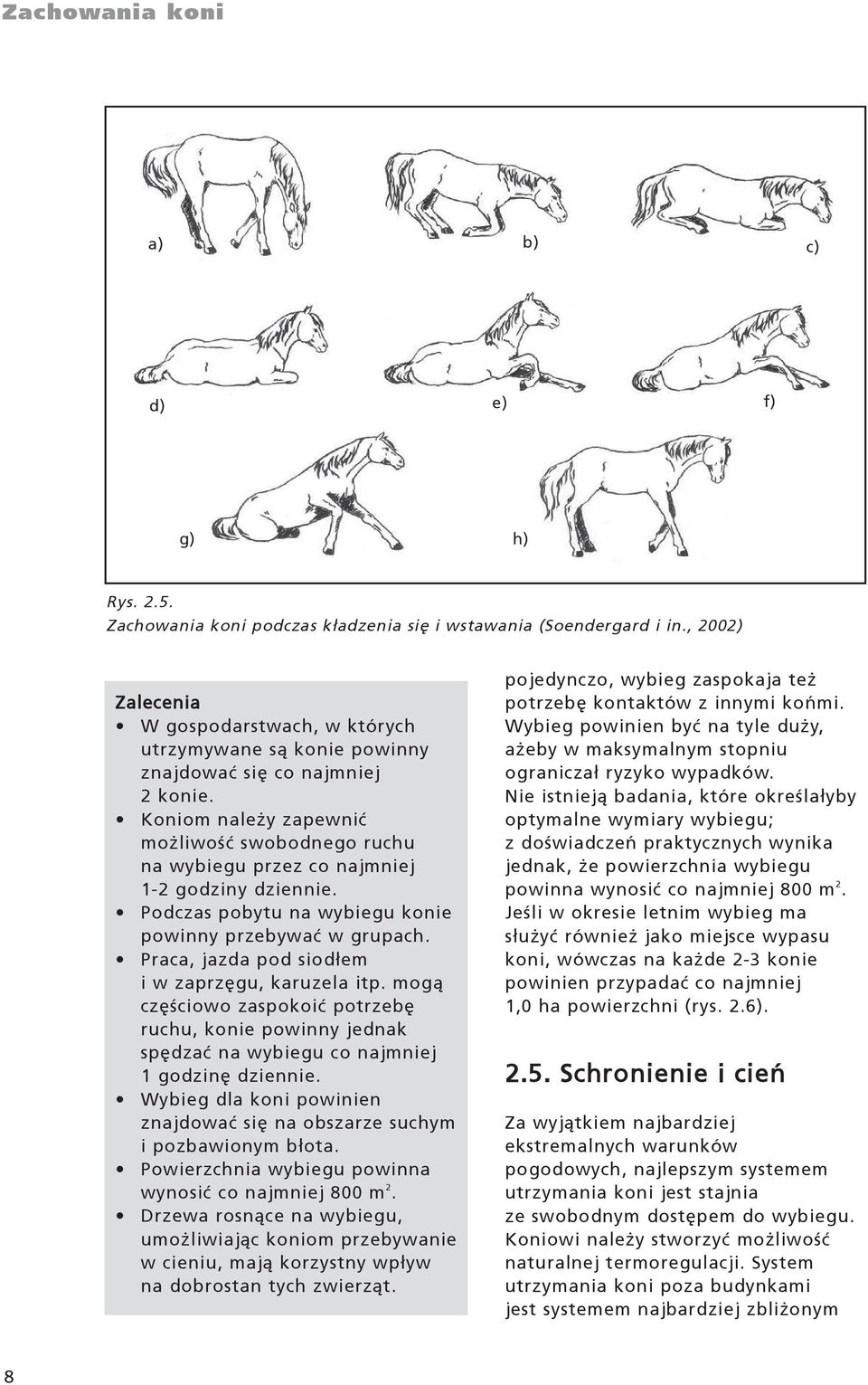 Koniom nale y zapewniæ mo liwoœæ swobodnego ruchu na wybiegu przez co najmniej 1-2 godziny dziennie. Podczas pobytu na wybiegu konie powinny przebywaæ w grupach.