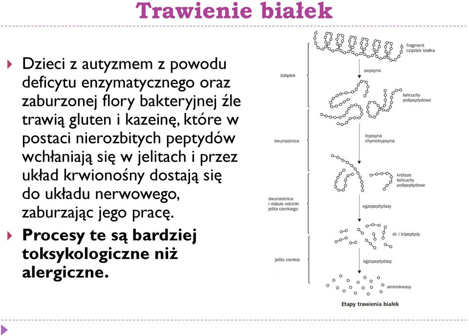 nierozbitych peptydów wchłaniają się w jelitach i przez układ krwionośny dostają