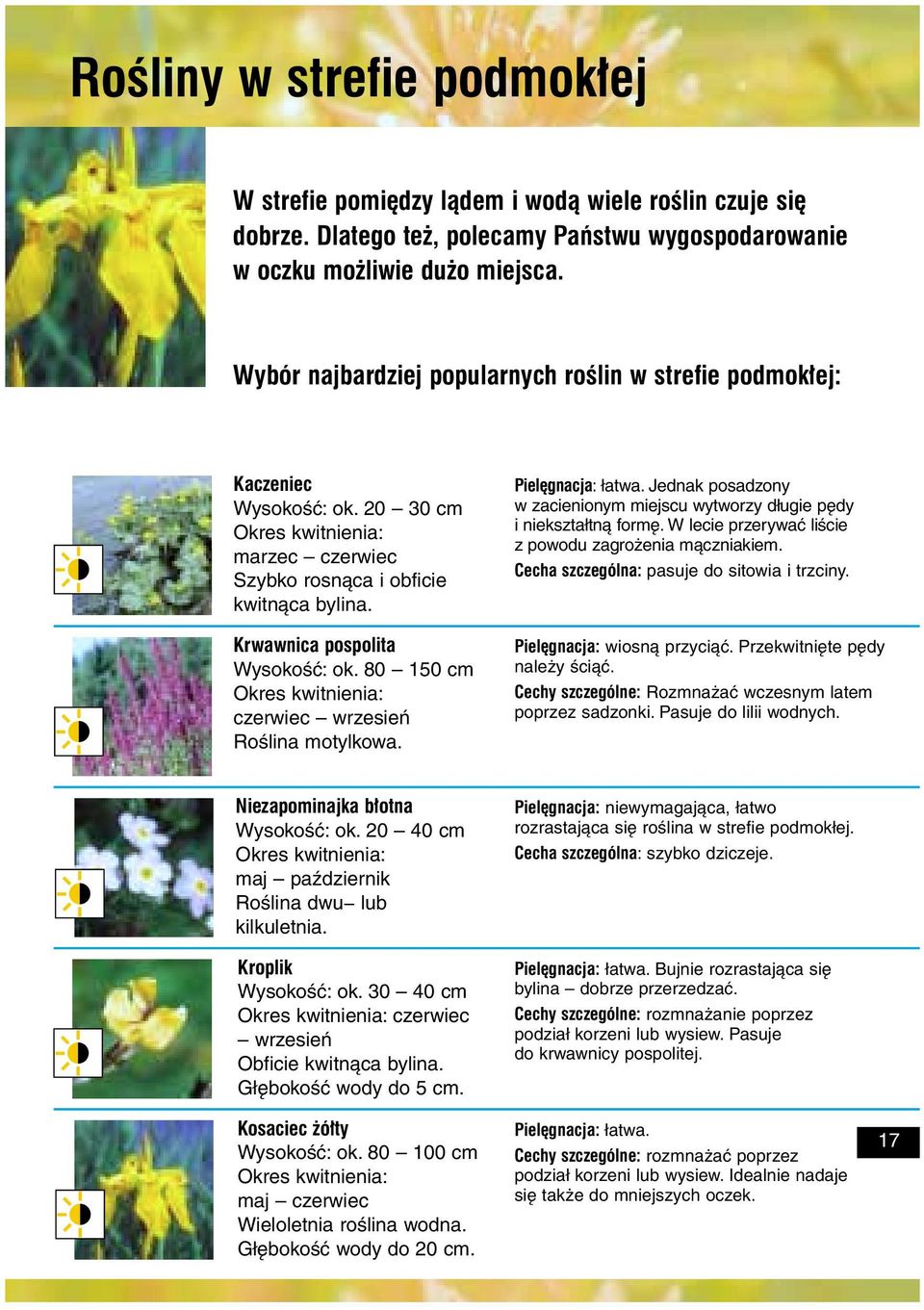 80 150 cm Okres kwitnienia: czerwiec wrzesień Roślina motylkowa. Pielêgnacja: łatwa. Jednak posadzony w zacienionym miejscu wytworzy długie pędy i niekształtną formę.