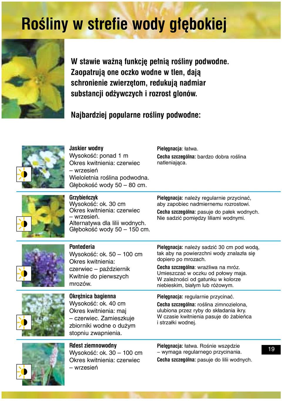 Najbardziej popularne roœliny podwodne: Jaskier wodny Wysokość: ponad 1 m Okres kwitnienia: czerwiec wrzesień Wieloletnia roślina podwodna. Głębokość wody 50 80 cm. Grzybieñczyk Wysokość: ok.