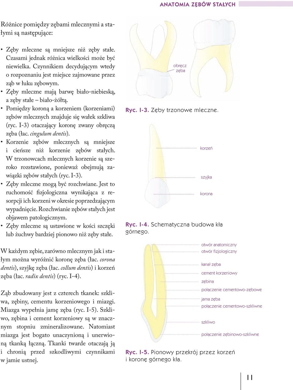 Pomiędzy koroną a korzeniem (korzeniami) zębów mlecznych znajduje się wałek szkliwa (ryc. I-3) otaczający koronę zwany obręczą zęba (łac. cingulum dentis).