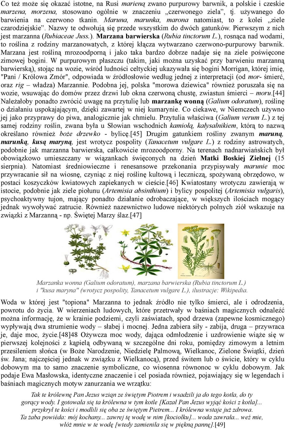 Pierwszym z nich jest marzanna (Rubiaceae Juss.). Marzana barwierska (Rubia tinctorum L.