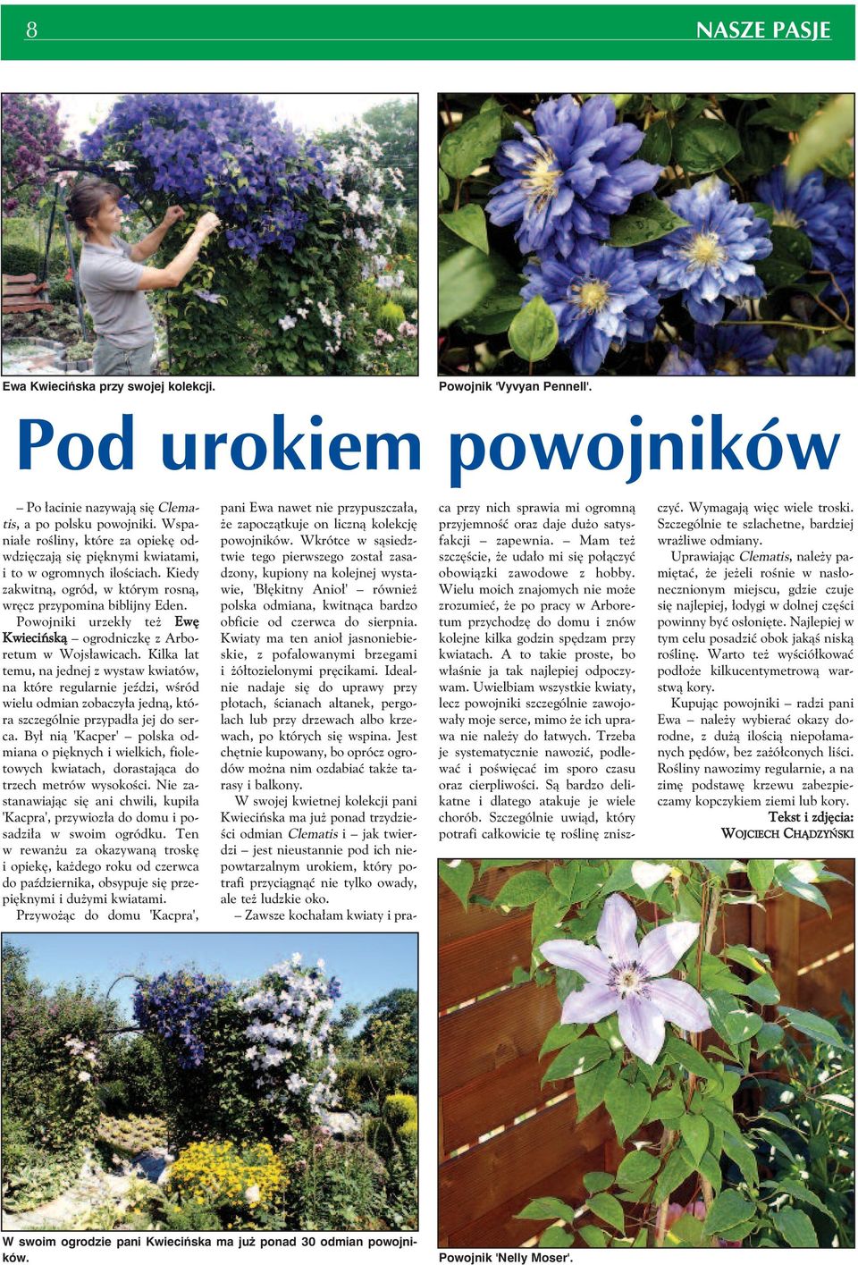 Powojniki urzekły też Ewę Kwiecińską ogrodniczkę z Arboretum w Wojsławicach.