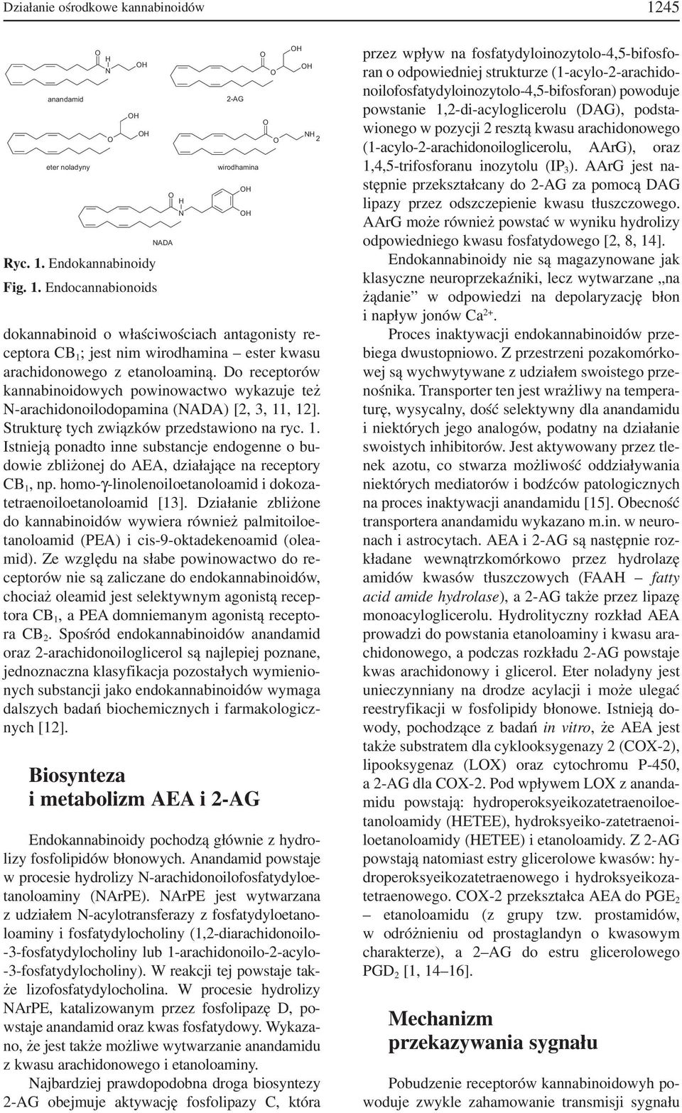 , 12]. Strukturę tych związków przedstawiono na ryc. 1. Istnieją ponadto inne substancje endogenne o bu dowie zbliżonej do AEA, działające na receptory CB 1, np.