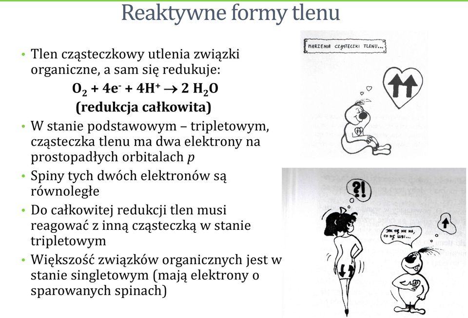orbitalach p Spiny tych dwóch elektronów są równoległe Do całkowitej redukcji tlen musi reagować z inną