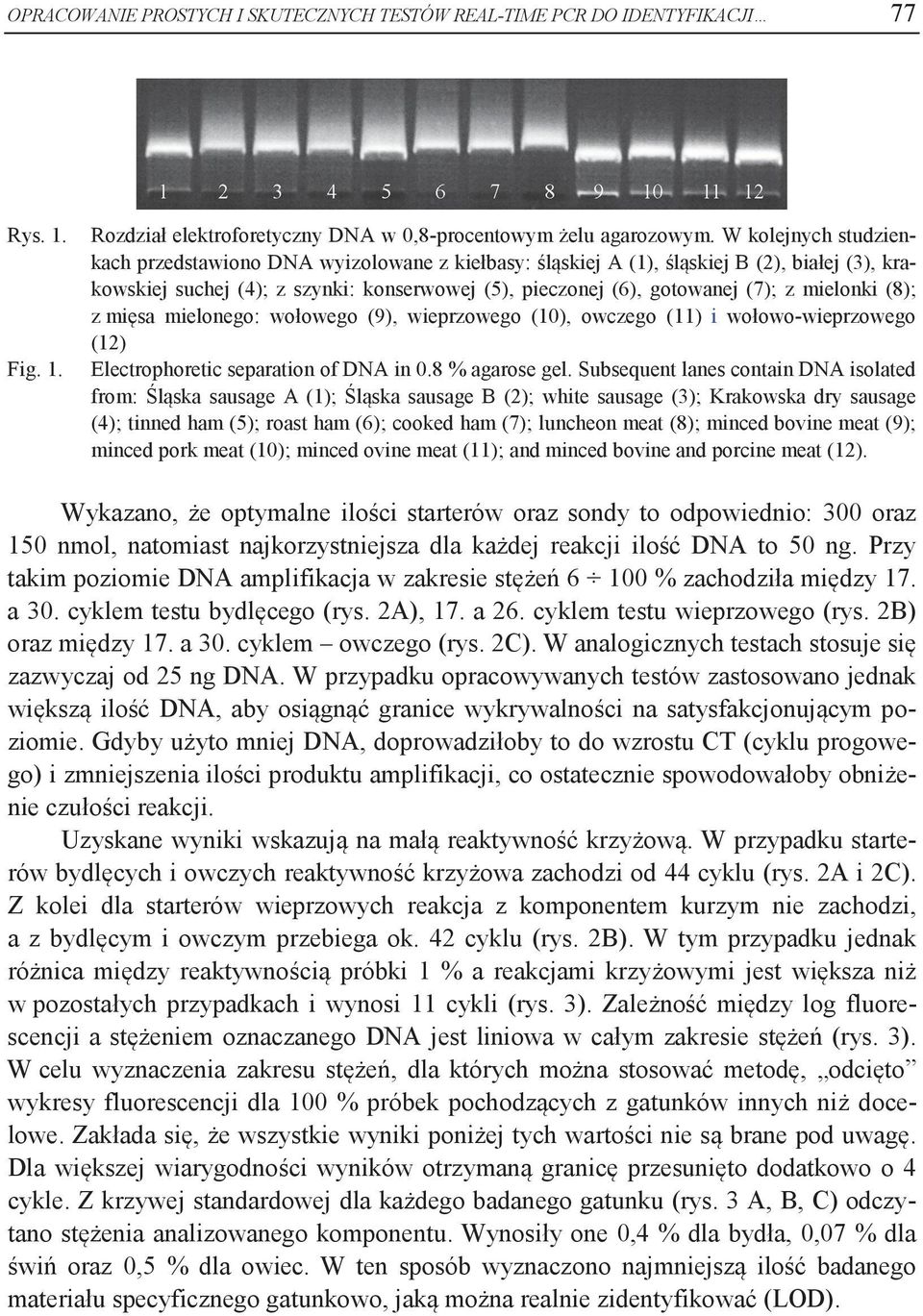 mielonki (8); z mięsa mielonego: wołowego (9), wieprzowego (10), owczego (11) i wołowo-wieprzowego (12) Electrophoretic separation of DNA in 0.8 % agarose gel.