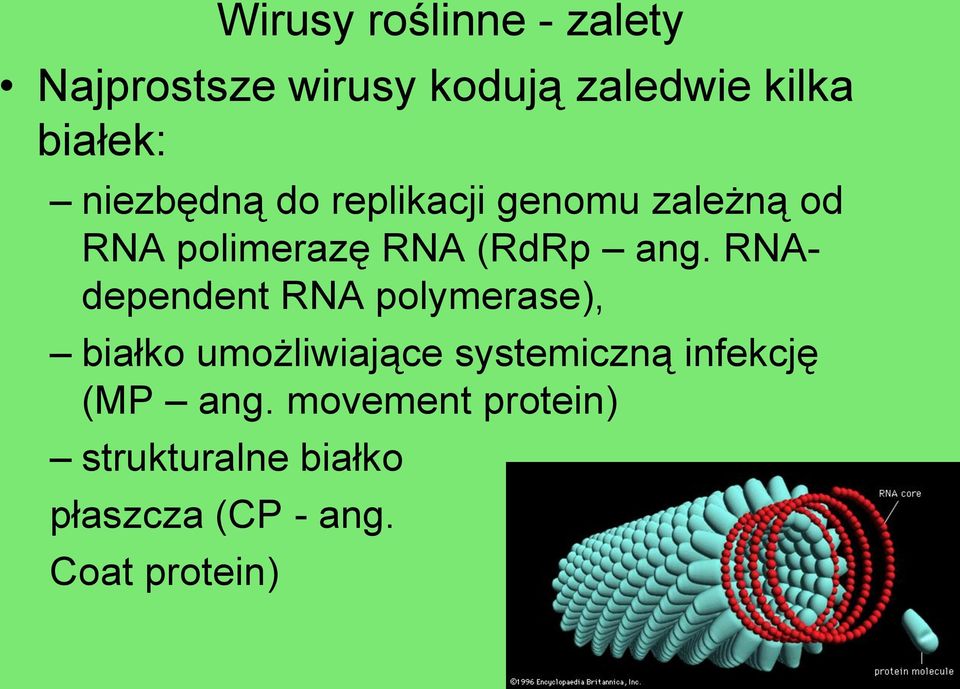 RNAdependent RNA polymerase), białko umożliwiające systemiczną infekcję