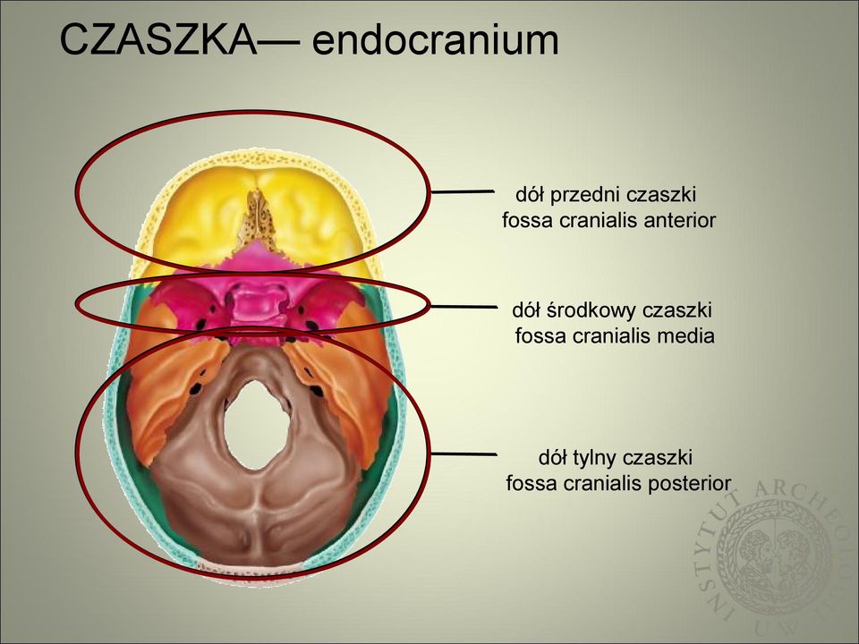 środkowy czaszki fossa cranialis