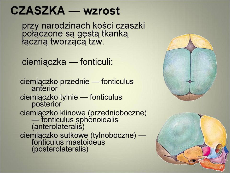 ciemiączka fonticuli: ciemiączko przednie fonticulus anterior ciemiączko tylnie