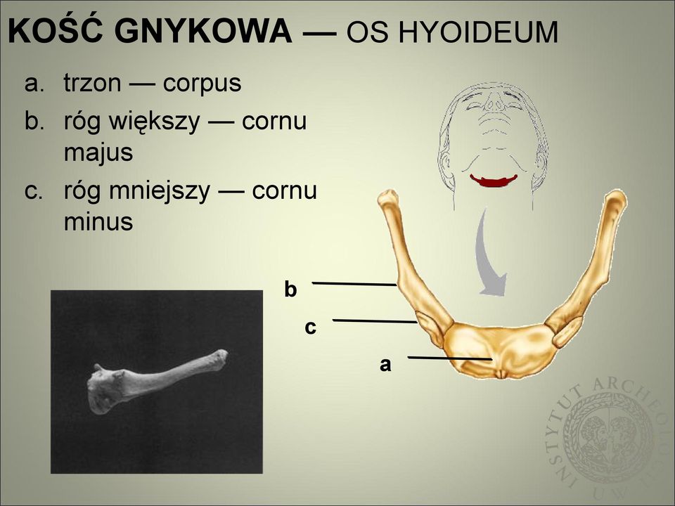 róg większy cornu majus c.