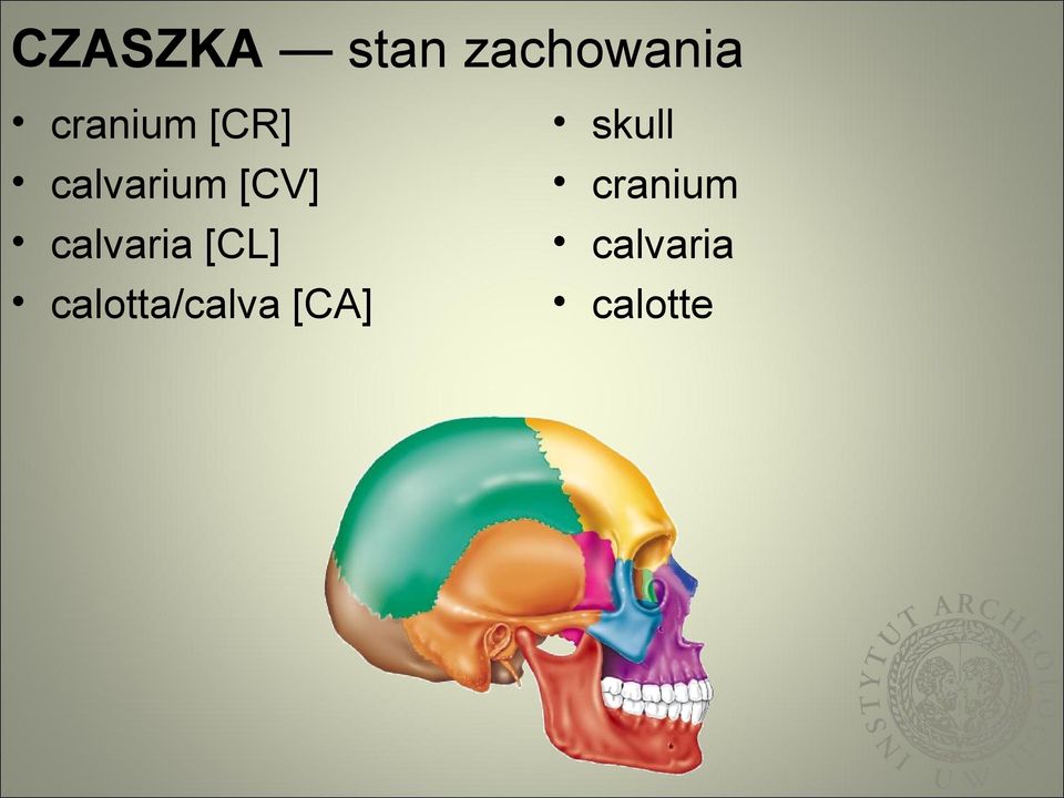 [CV] cranium calvaria [CL]