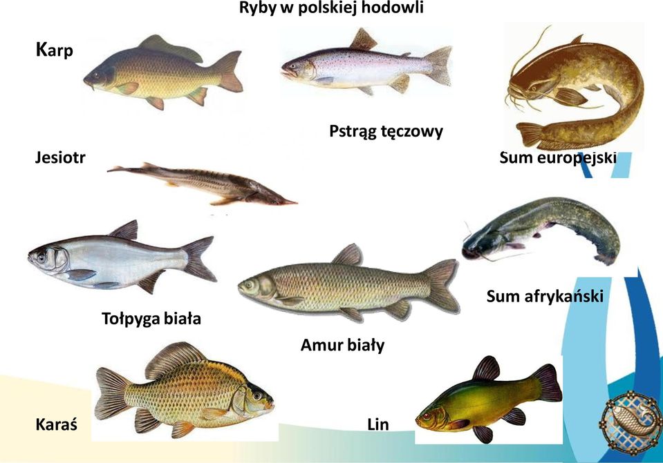 tęczowy Sum europejski Tołpyga