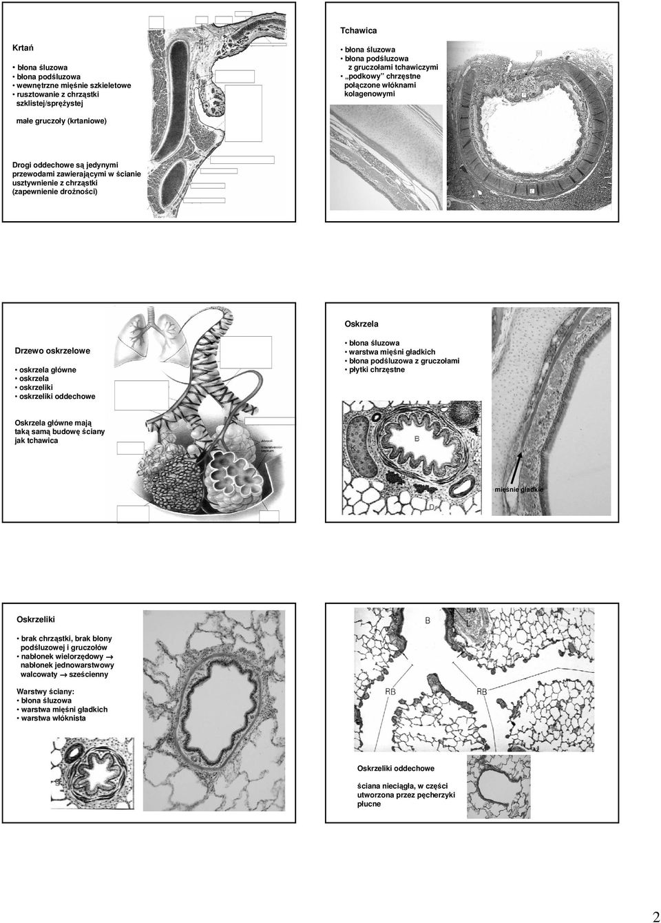 oskrzeliki oskrzeliki oddechowe warstwa mięśni gładkich błona podśluzowa z gruczołami płytki chrzęstne Oskrzela główne mają taką samą budowę ściany jak tchawica mięśnie gładkie Oskrzeliki brak