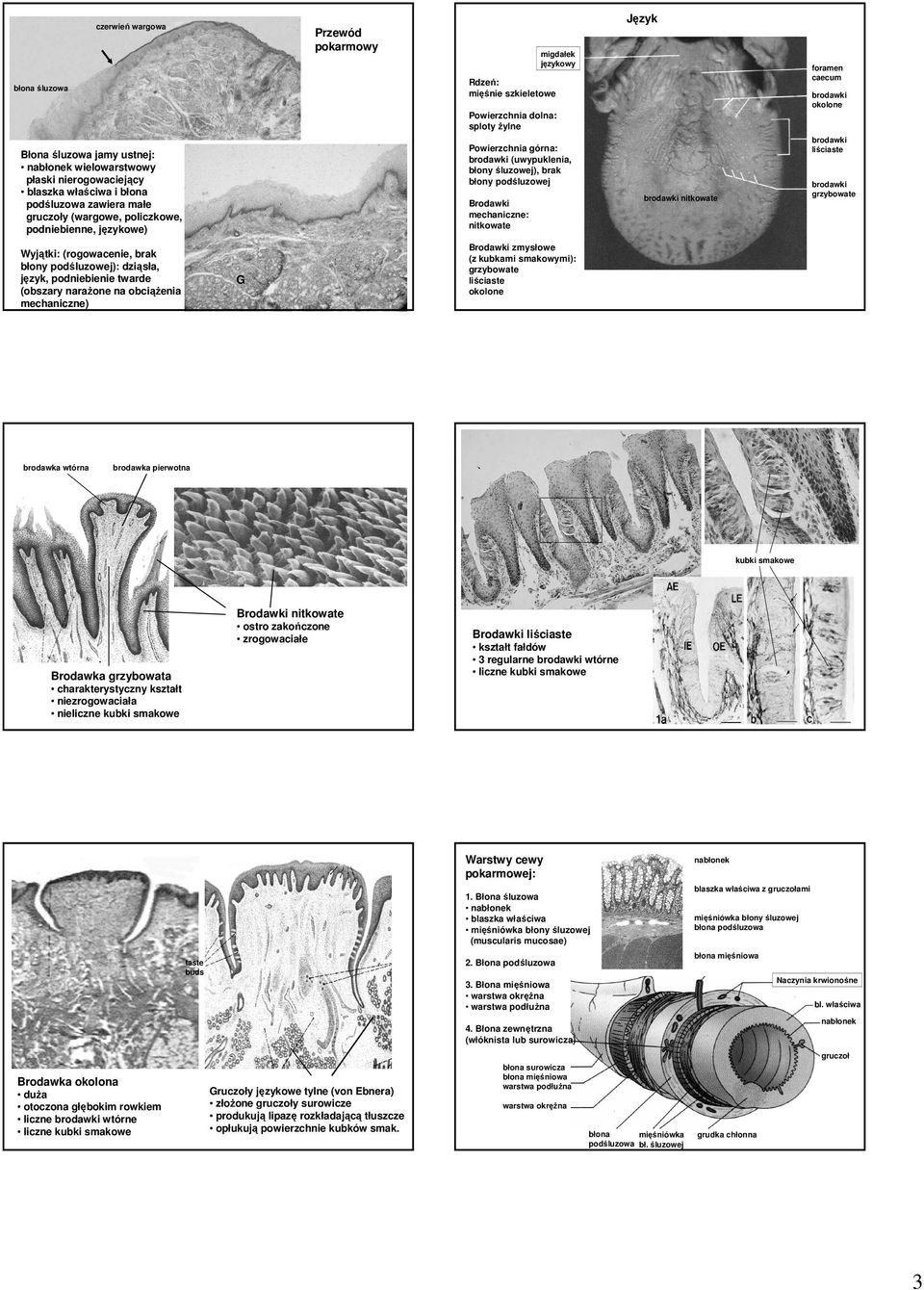 mechaniczne: nitkowate Język brodawki nitkowate foramen caecum brodawki okolone brodawki liściaste brodawki grzybowate Wyjątki: (rogowacenie, brak błony podśluzowej): dziąsła, język, podniebienie