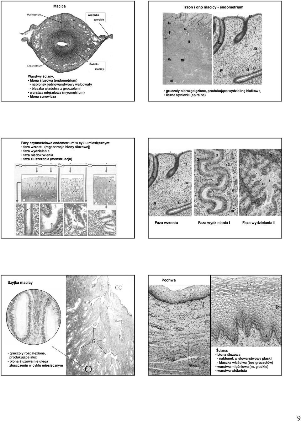 wzrostu (regeneracja błony śluzowej) faza wydzielania faza niedokrwienia faza złuszczania (menstruacja) Faza wzrostu Faza wydzielania I Faza wydzielania II Szyjka macicy Pochwa gruczoły