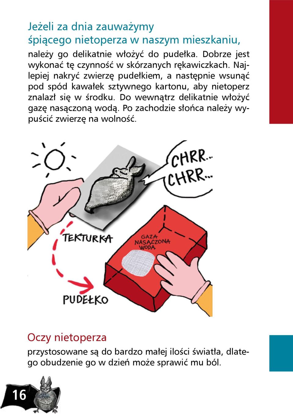 Najlepiej nakryć zwierzę pudełkiem, a następnie wsunąć pod spód kawałek sztywnego kartonu, aby nietoperz znalazł się w środku.