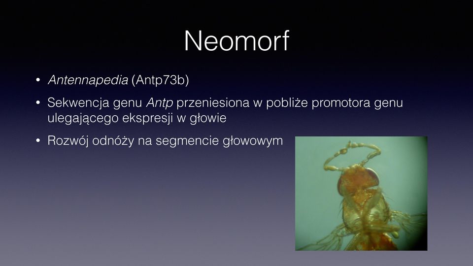 pobliże promotora genu ulegającego