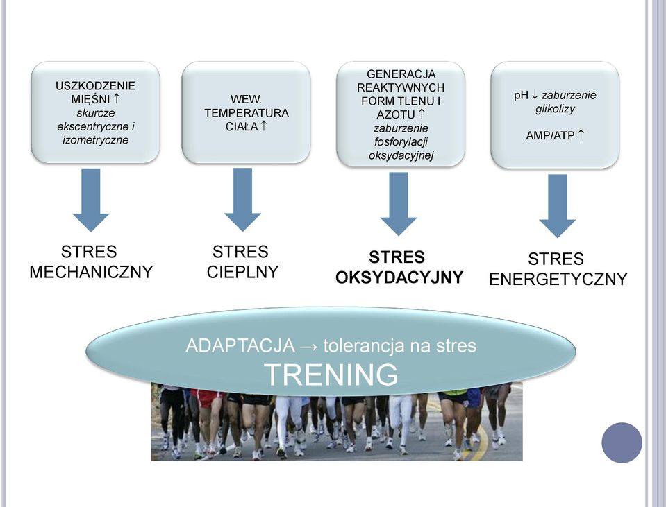 fosforylacji oksydacyjnej ph zaburzenie glikolizy AMP/ATP STRES