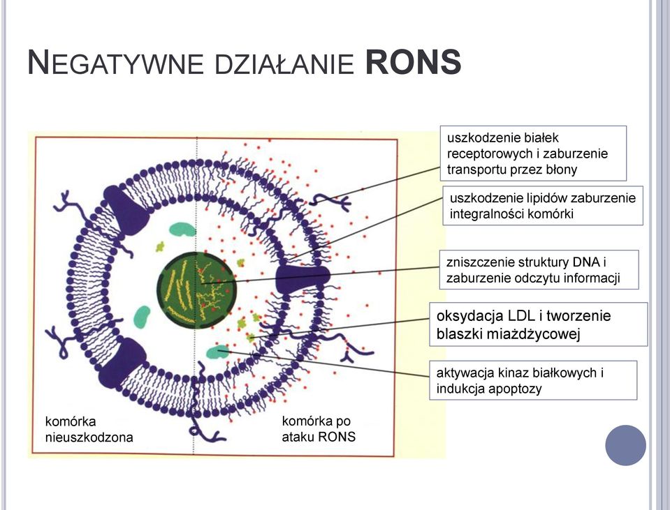 struktury DNA i zaburzenie odczytu informacji oksydacja LDL i tworzenie blaszki