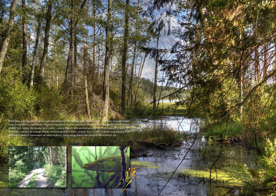 Inne z jezior jezioro Makulin koło wsi Kochanówka wraz z otaczającym je lasem Wichrowskim, należące do nowego obszaru chronionego Natura 2000