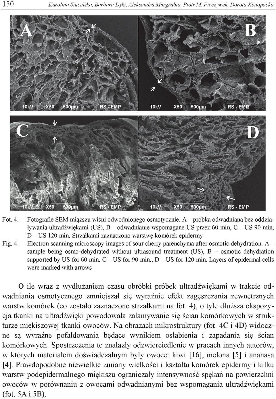 Strzałkami zaznaczono warstwę komórek epidermy Electron scanning microscopy images of sour cherry parenchyma after osmotic dehydration.