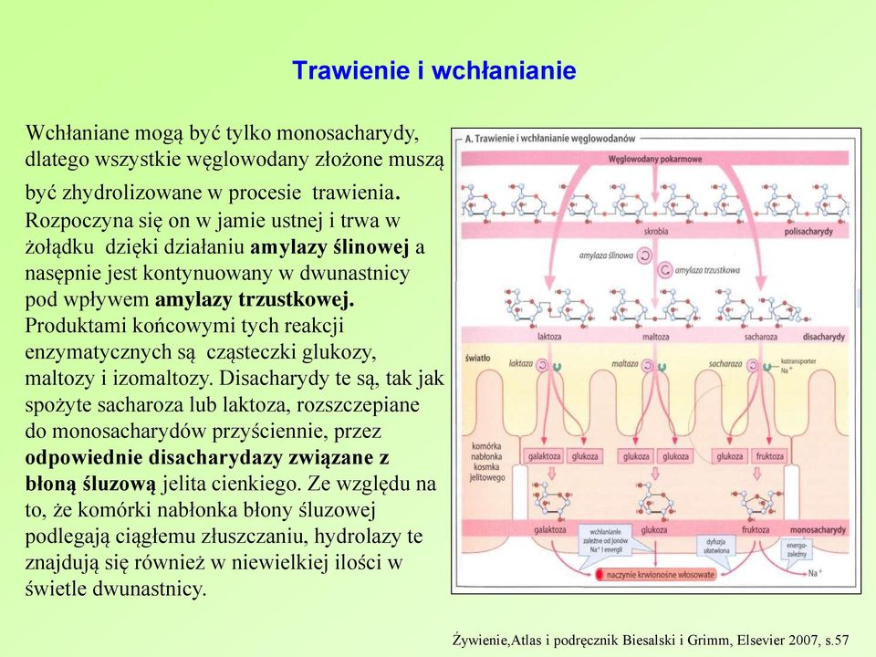 Produktami końcowymi tych reakcji enzymatycznych są cząsteczki glukozy, maltozy i izomaltozy.