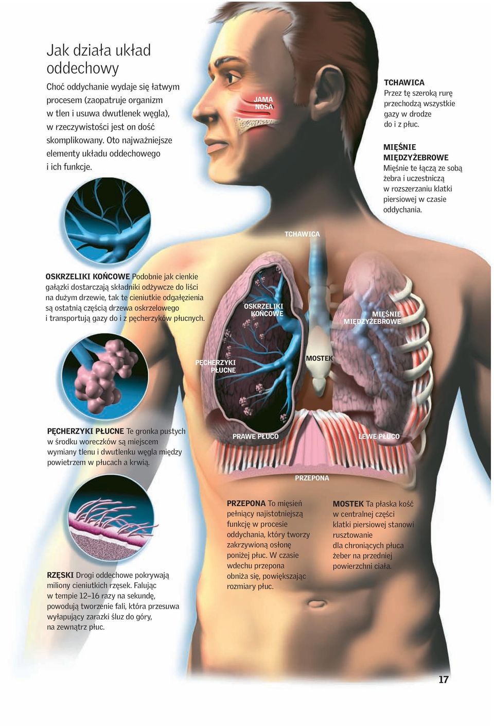 MIĘŚNIE MIĘDZYŻEBROWE Mięśnie te łączą ze sobą żebra i uczestniczą w rozszerzaniu klatki piersiowej w czasie oddychania.