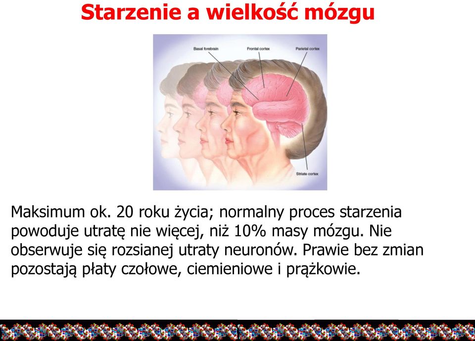 nie więcej, niż 10% masy mózgu.