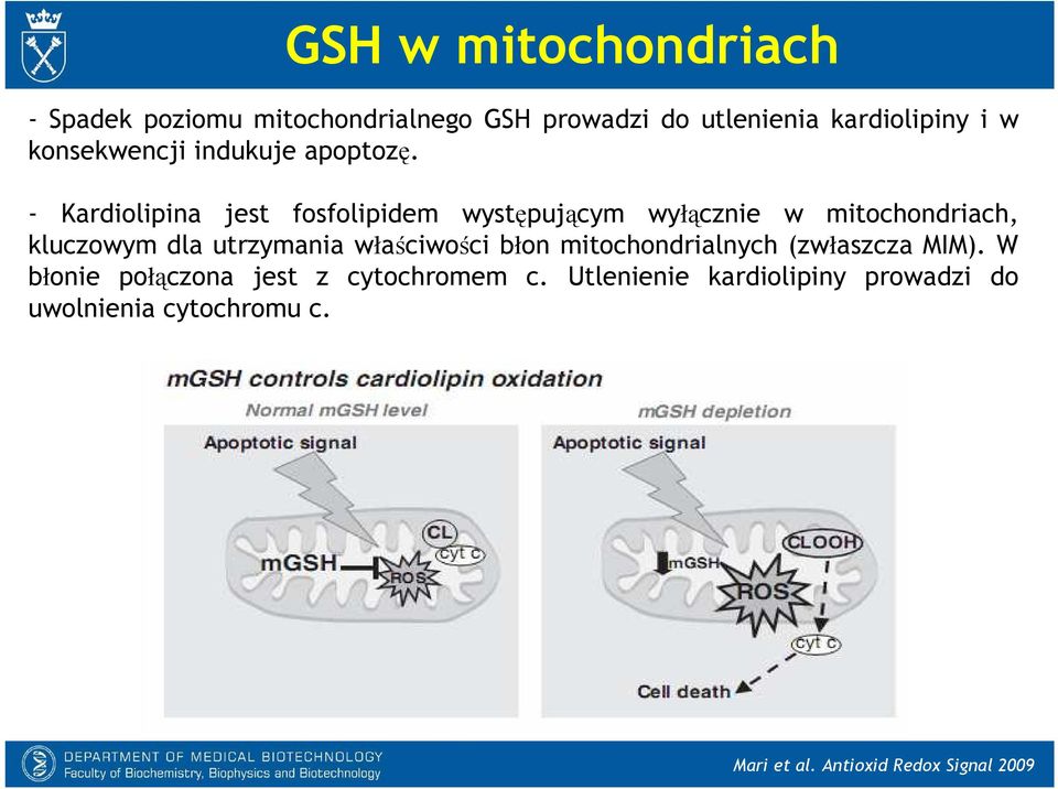 - Kardiolipina jest fosfolipidem występującym wyłącznie w mitochondriach, kluczowym dla utrzymania