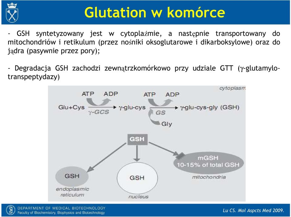 dikarboksylowe) oraz do jądra (pasywnie przez pory); - Degradacja GSH zachodzi