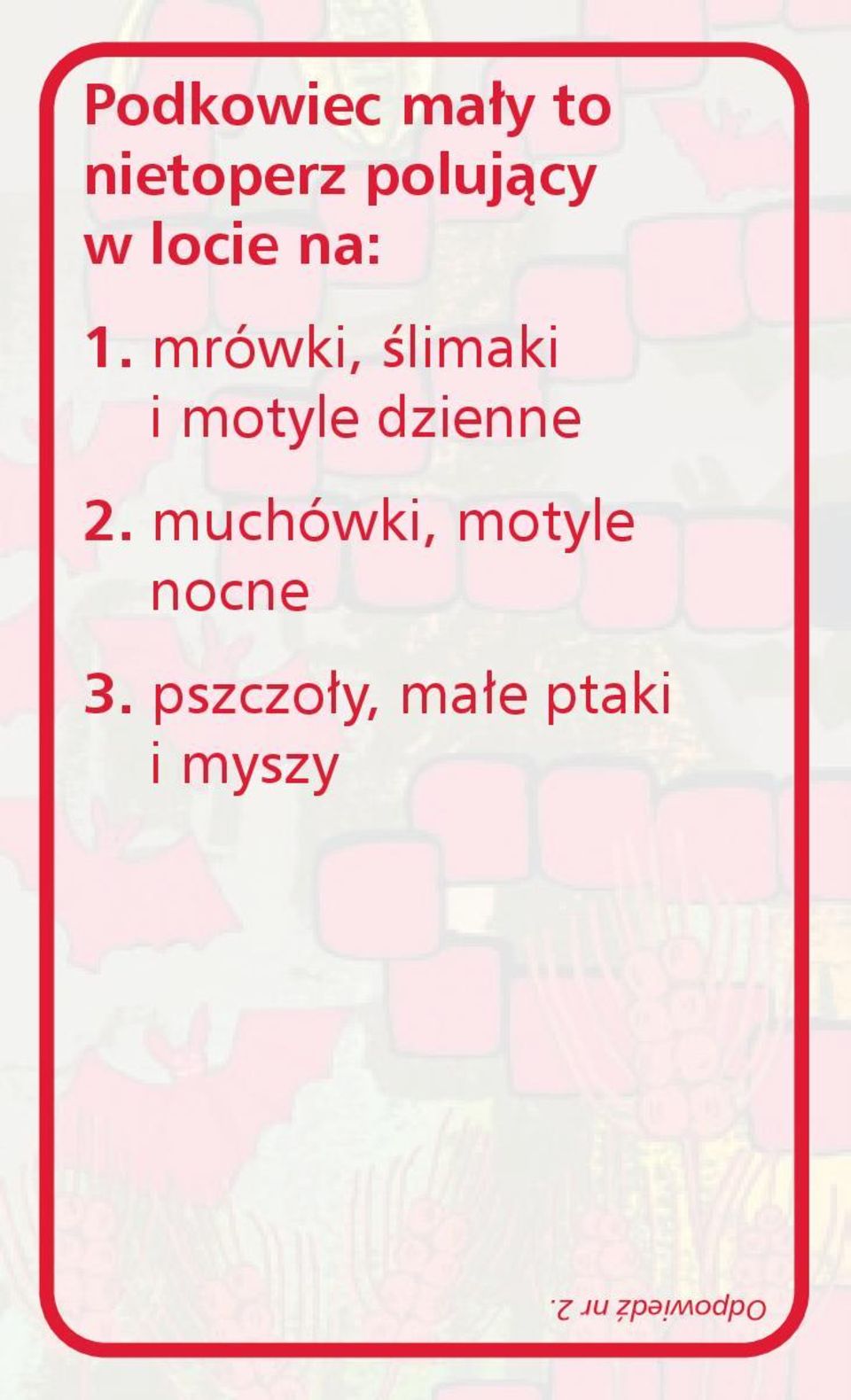 mrówki, ślimaki i motyle dzienne 2.