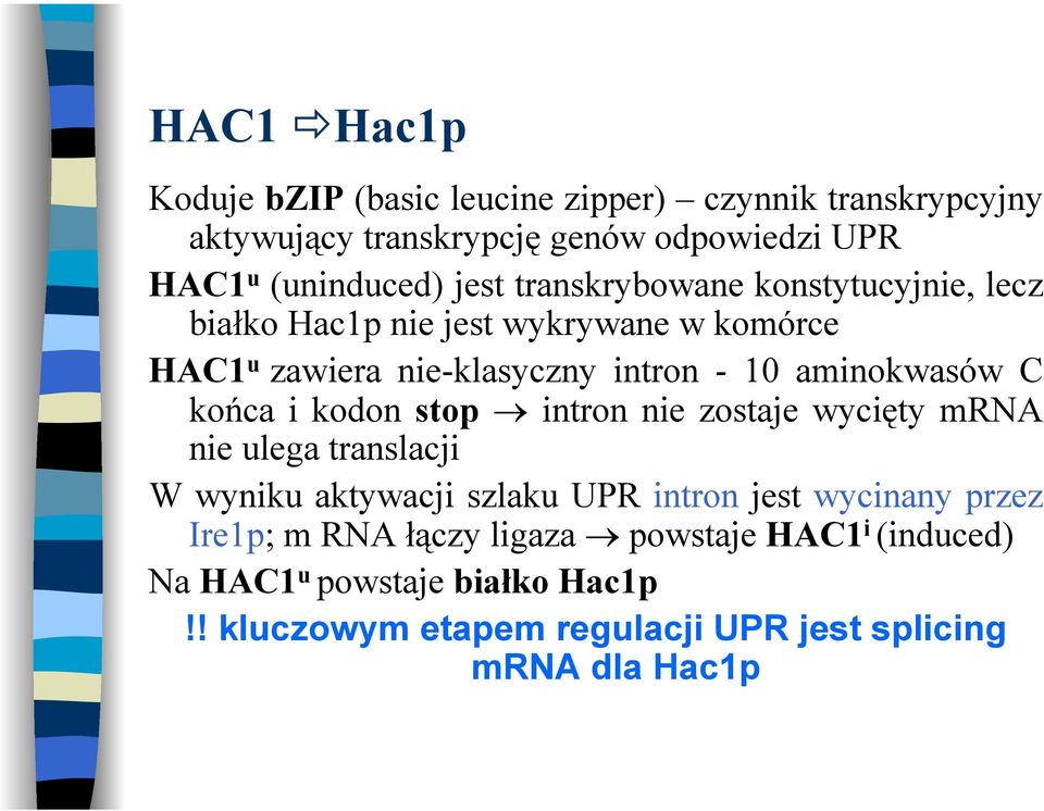 C końca i kodon stop intron nie zostaje wycięty mrna nie ulega translacji W wyniku aktywacji szlaku UPR intron jest wycinany przez