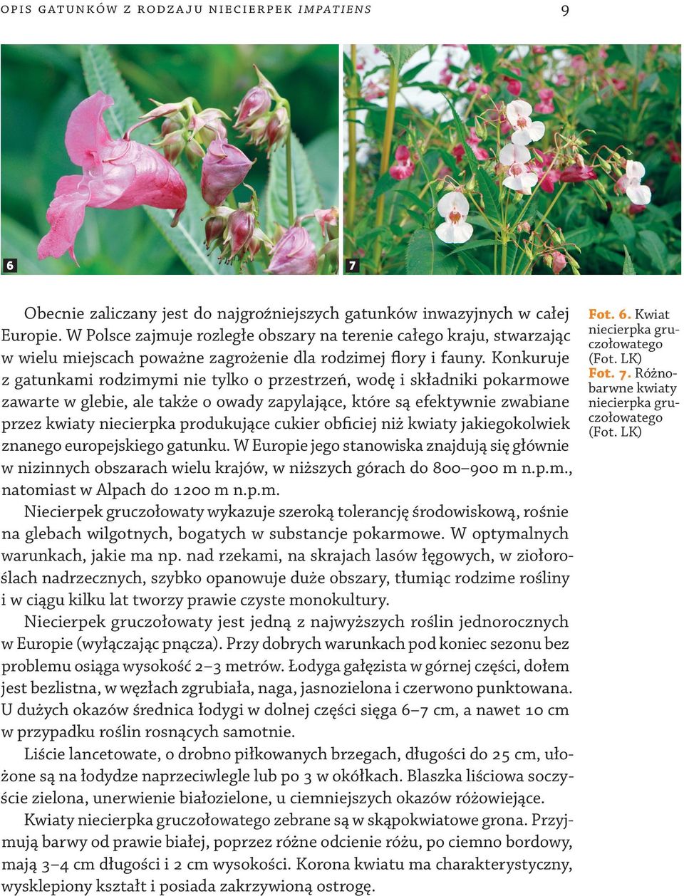 Konkuruje z gatunkami rodzimymi nie tylko o przestrzeń, wodę i składniki pokarmowe zawarte w glebie, ale także o owady zapylające, które są efektywnie zwabiane przez kwiaty niecierpka produkujące