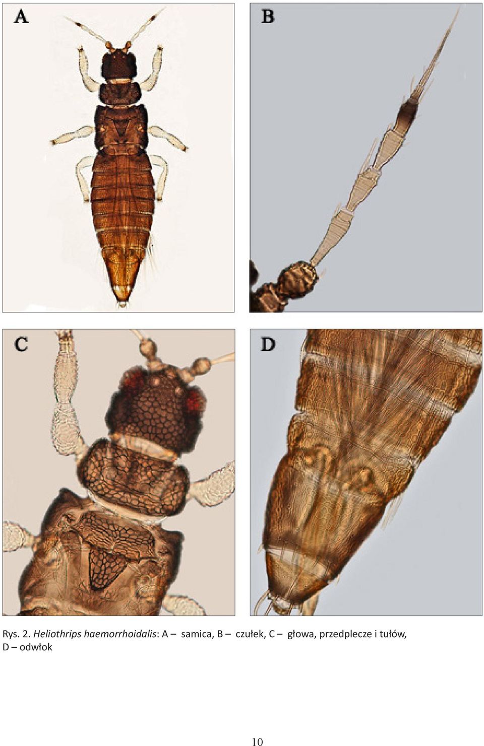 haemorrhoidalis: A