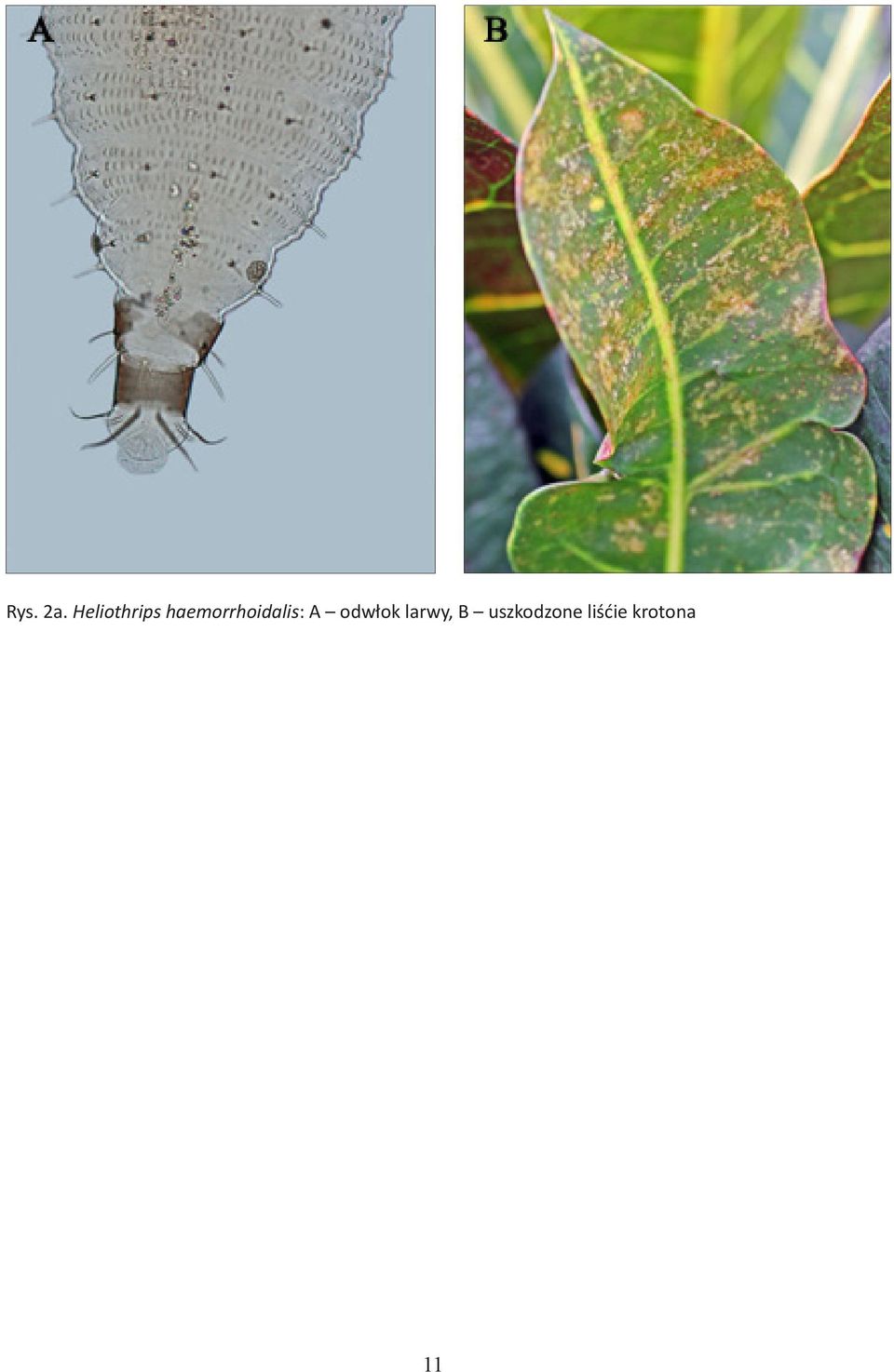 haemorrhoidalis: A