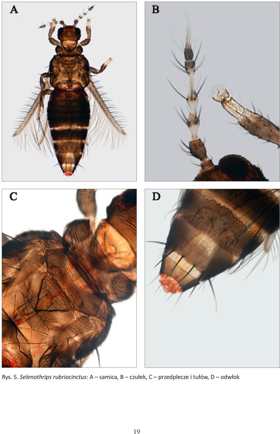 rubriocinctus: A