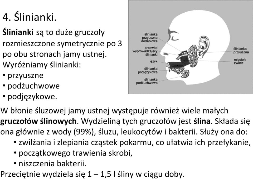 W błonie śluzowej jamy ustnej występuje również wiele małych gruczołów ślinowych. Wydzieliną tych gruczołów jest ślina.