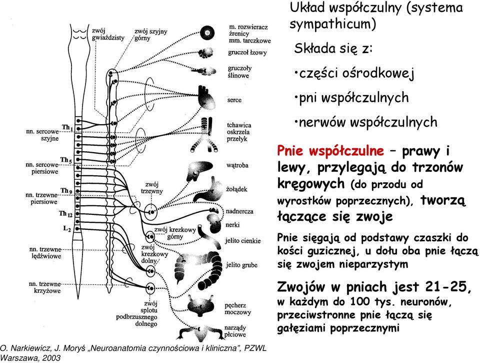 podstawy czaszki do kości guzicznej, u dołu oba pnie łączą się zwojem nieparzystym Zwojów w pniach jest 21-25, w kaŝdym do 100 tys.