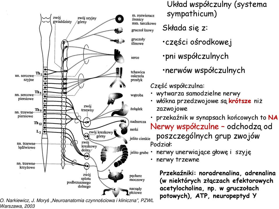 poszczególnych grup zwojów Podział: nerwy unerwiające głowę i szyję nerwy trzewne O. Narkiewicz, J.