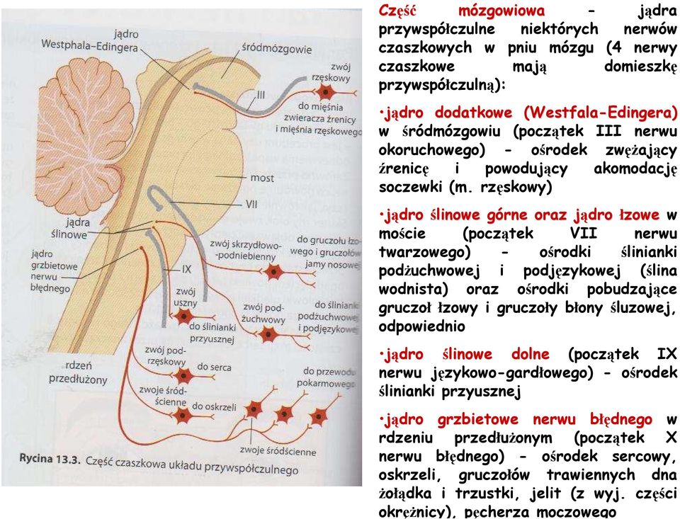 rzęskowy) jądro ślinowe górne g oraz jądro j łzowe w moście (początek VII nerwu twarzowego) - ośrodki ślinianki podŝuchwowej i podjęzykowej (ślina wodnista) oraz ośrodki pobudzające gruczoł łzowy i