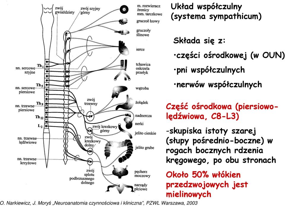 Moryś Neuroanatomia czynnościowa i kliniczna, PZWL Warszawa, 2003 Część ośrodkowa (piersiowo-