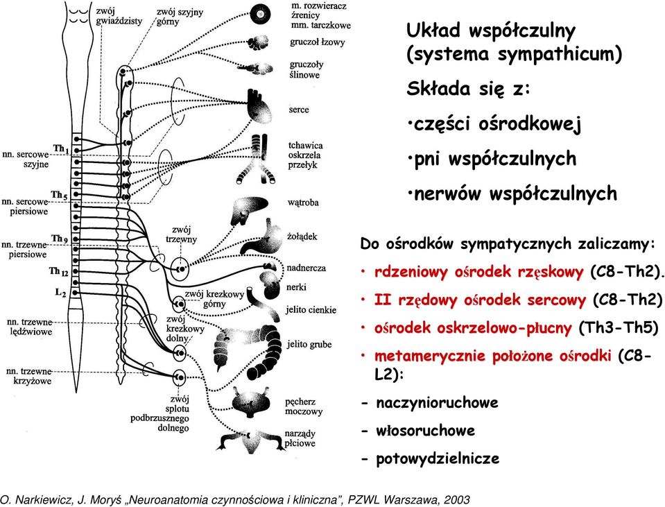 II rzędowy ośrodek o sercowy (C8-Th2) ośrodek oskrzelowo-płucny (Th3-Th5) metamerycznie połoŝone one ośrodkio