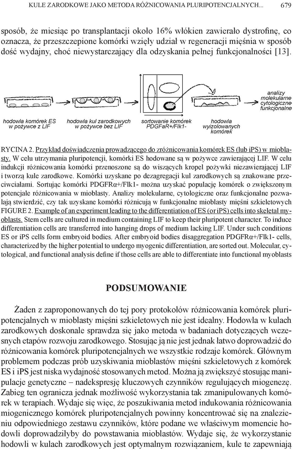 niewystarczający dla odzyskania pełnej funkcjonalności [13]. RYCINA 2. Przykład doświadczenia prowadzącego do zróżnicowania komórek ES (lub ips) w mioblasty.