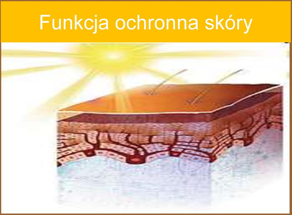 skóry