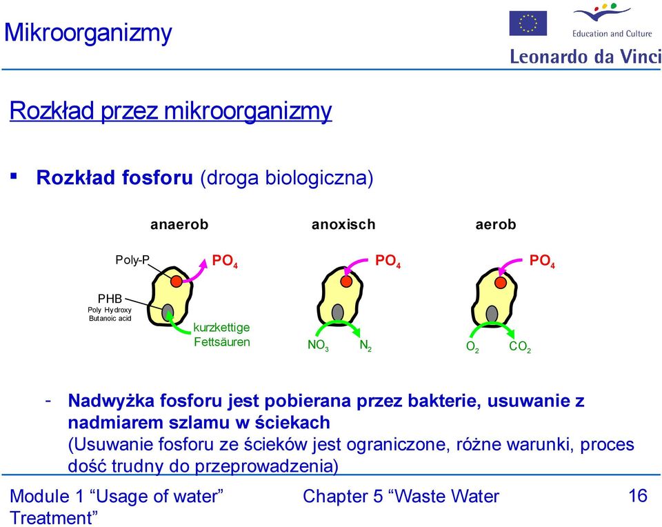 2 - Nadwyżka fosforu jest pobierana przez bakterie, usuwanie z nadmiarem szlamu w ściekach